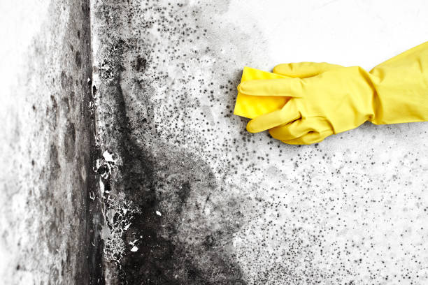 Best Attic Mold Removal  in Heritage Village, CT