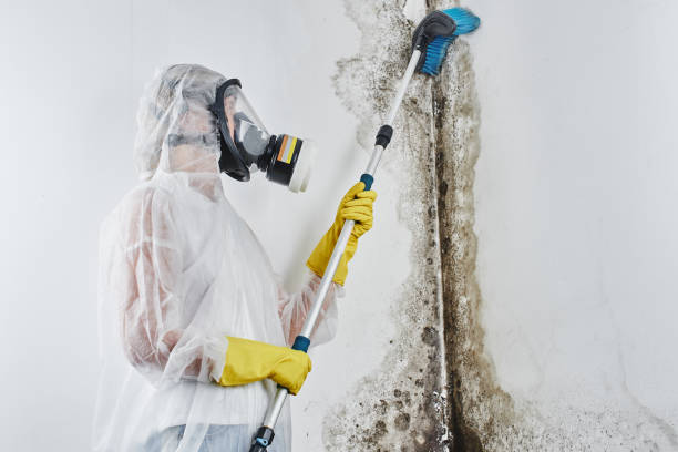 Best Mold Removal Specialists  in Heritage Village, CT