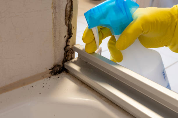 Best Local Mold Removal Service  in Heritage Village, CT