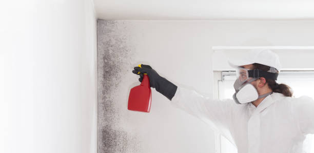 Best Toxic Mold Removal  in Heritage Village, CT