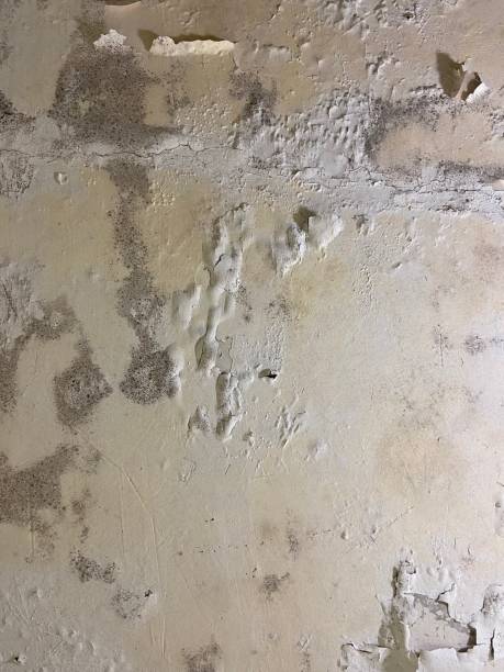Best Mold Cleaning Services  in Heritage Village, CT
