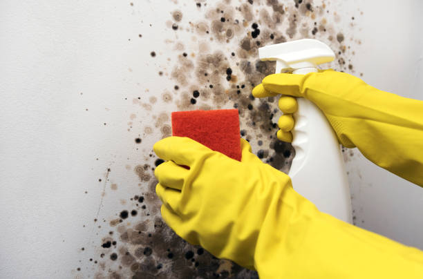 Best Professional Mold Removal  in Heritage Village, CT