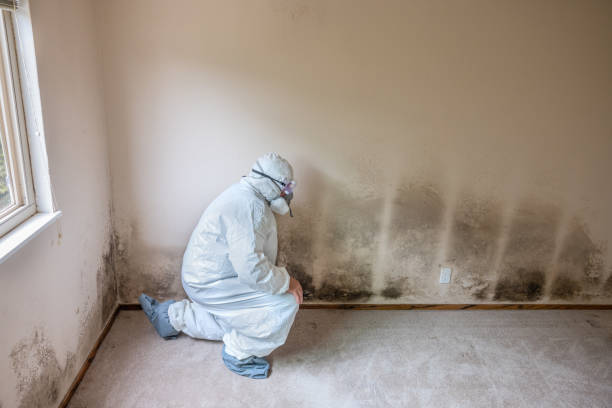 Best Fast Mold Removal  in Heritage Village, CT