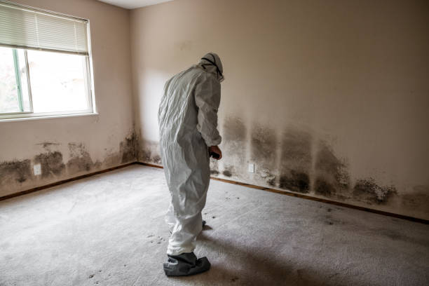 Best Home Mold Removal  in Heritage Village, CT