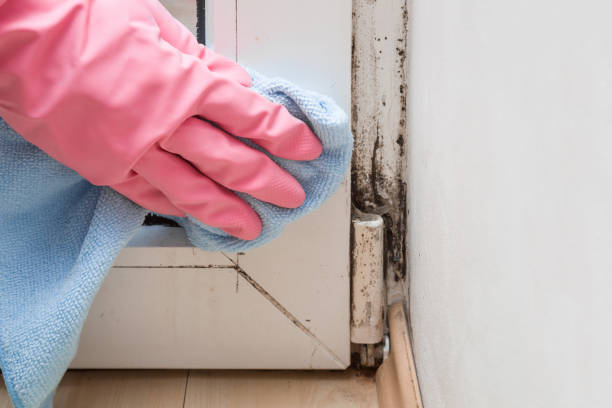 Best Attic Mold Removal  in Heritage Village, CT